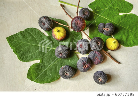 Ripened berries dark purple figs with large leaves and a dry twig  60737398