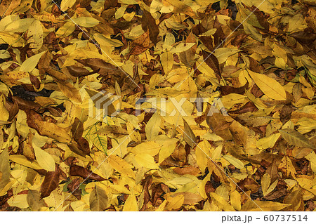 Yellow autumn dry leaves lie on the sidewalk. The concept of autumn walks through the streets of the city. Autumn in the city. Yellow autumn dry leaves lie on the sidewalk. The concept of autumn walks through the streets of the city. Autumn in the city. 60737514