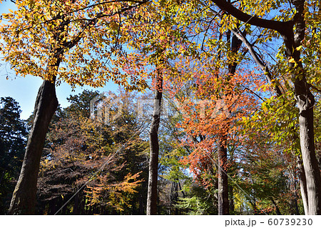 井の頭公園御殿山の雑木林の紅葉 60739230