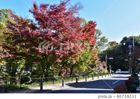 三鷹玉川上水の風の道と井の頭公園の紅葉 60739231