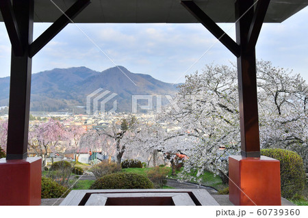 山形県上山市　月岡公園とかみのやま温泉の街並み　桜　 60739360
