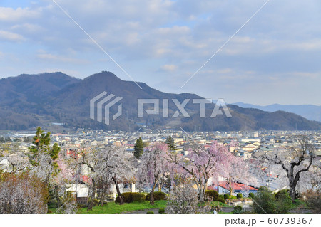 山形県上山市　月岡公園とかみのやま温泉の街並み　桜　 60739367