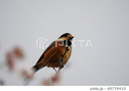 小鳥・ヤマガラ・オス・曇天・冬桜の木・十二月・食事 小鳥・ヤマガラ・オス・曇天・冬桜の木・十二月・食事 60739410