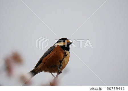 小鳥・ヤマガラ・オス・曇天・冬桜の木・十二月・食事 60739411