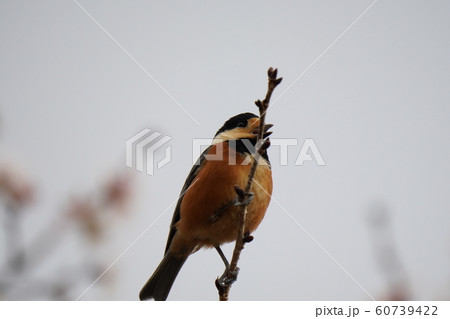 小鳥・ヤマガラ・オス・曇天・冬桜の木・十二月・食事 小鳥・ヤマガラ・オス・曇天・冬桜の木・十二月・食事 60739422
