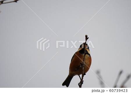 小鳥・ヤマガラ・オス・曇天・冬桜の木・十二月・食事 60739423