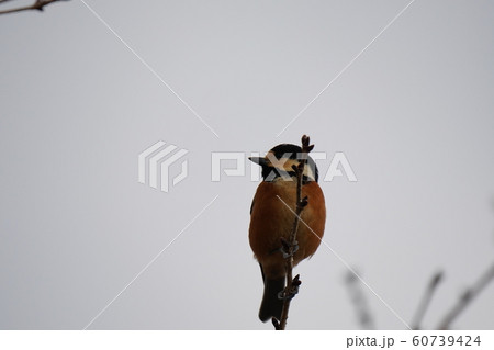 小鳥・ヤマガラ・オス・曇天・冬桜の木・十二月・食事 60739424
