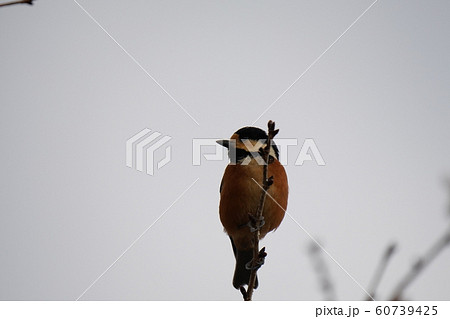 小鳥・ヤマガラ・オス・曇天・冬桜の木・十二月・食事 60739425