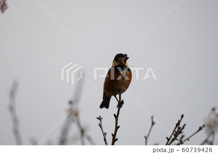 小鳥・ヤマガラ・オス・曇天・冬桜の木・十二月・食事 60739426