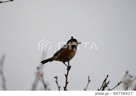小鳥・ヤマガラ・オス・曇天・冬桜の木・十二月・食事 60739427