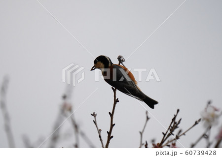 小鳥・ヤマガラ・オス・曇天・冬桜の木・十二月・食事 小鳥・ヤマガラ・オス・曇天・冬桜の木・十二月・食事 60739428