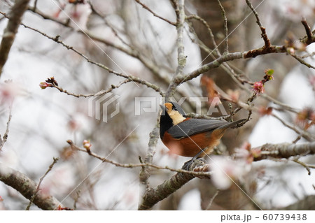小鳥・ヤマガラ・オス・曇天・冬桜の木・十二月・食事 60739438