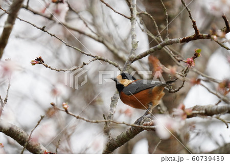 小鳥・ヤマガラ・オス・曇天・冬桜の木・十二月・食事 60739439