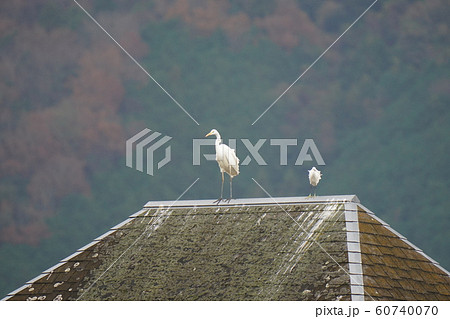 サギ シラサギ ダイサギ コサギ 糞害 屋根の上 しゃちほこ 毛が逆立つほど怖い場所の写真素材