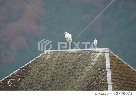 サギ・シラサギ・ダイサギ・コサギ・糞害・屋根の上・・しゃちほこ・毛が逆立つほど怖い場所 60740072