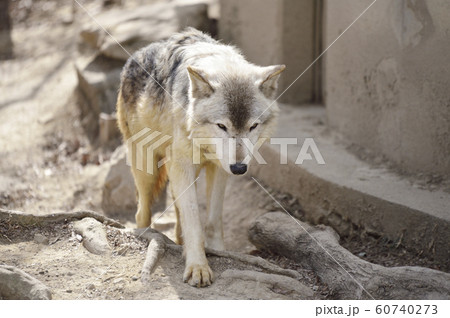 【オオカミ】シンリンオオカミ 60740273