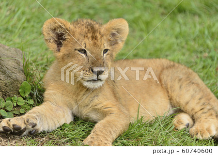 ライオンの赤ちゃん ライオンの赤ちゃん 60740600