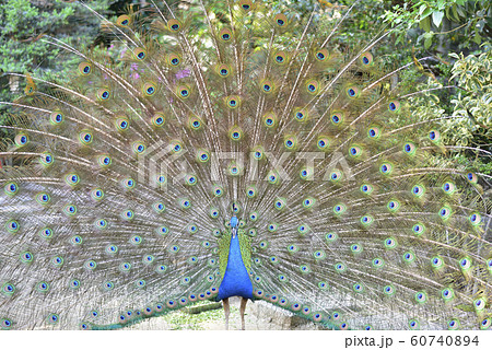 孔雀　インド孔雀　求愛 60740894