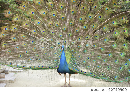 孔雀　インド孔雀　求愛 60740900