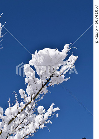 朝の澄み切った空、白銀の樹氷 60741007