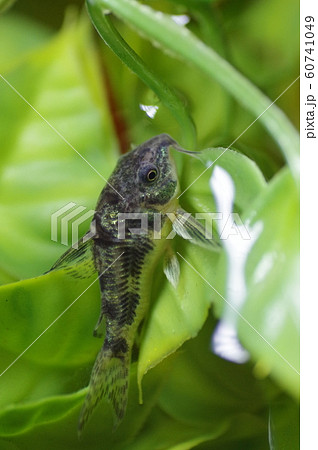 コリドラス（青コリドラス）　熱帯魚 60741049