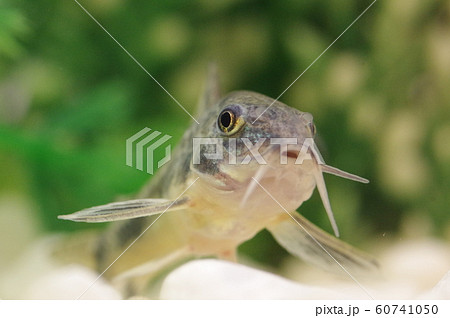 コリドラス 青コリドラス 熱帯魚の写真素材