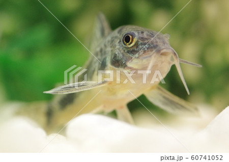 コリドラス（青コリドラス）　熱帯魚 60741052