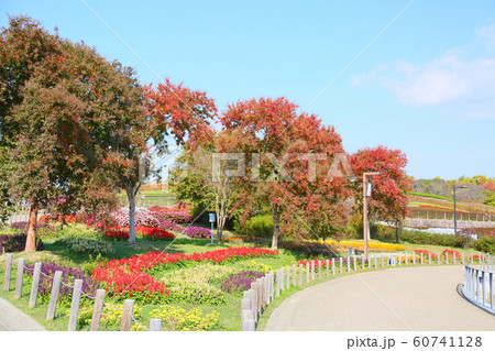 秋の公園　サルスベリ紅葉 60741128