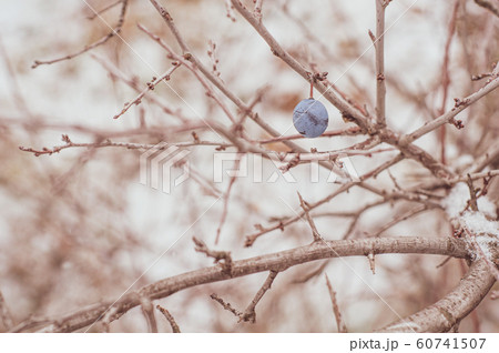 One blue round berry thorns hanging on snowy One blue round berry thorns hanging on snowy 60741507