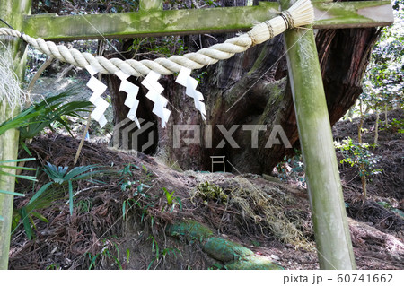 八房杉 八つ房杉 八房杉 八つ房杉 60741662