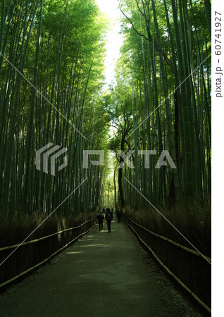 竹林の道 縦 60741927