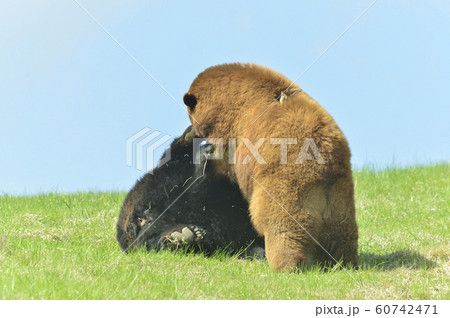 アメリカグマ 60742471