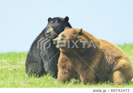 アメリカグマ 60742472