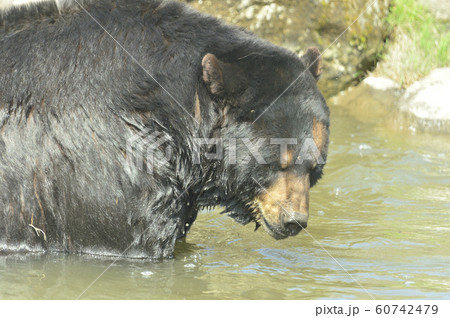 アメリカグマ 60742479