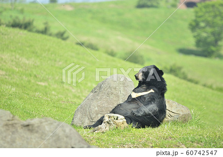 ツキノワグマ 60742547