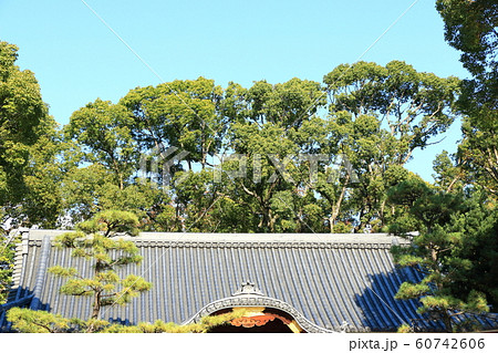 杭全神社の屋根と樹木 60742606