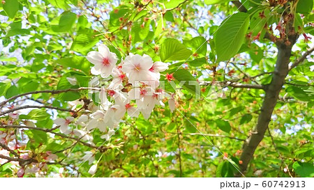 葉桜 イラスト背景のイラスト素材