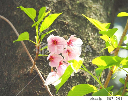 葉桜 イラスト背景のイラスト素材