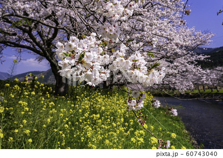 静岡県 松崎町 那賀川の桜の写真素材