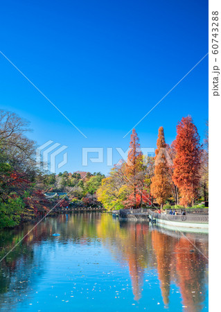 東京 井の頭公園の紅葉 東京 井の頭公園の紅葉 60743288