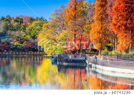 東京　井の頭公園の紅葉 60743290