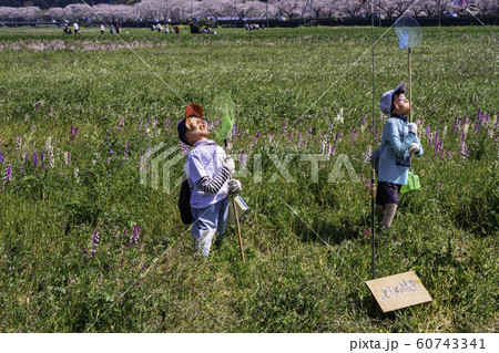 （静岡県）松崎町・田んぼをつかった花畑　案山子 60743341