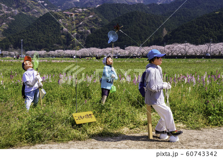 (静岡県)松崎町・田んぼをつかった花畑 案山子 (静岡県)松崎町・田んぼをつかった花畑 案山子 60743342