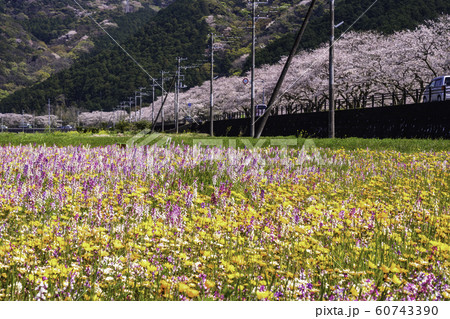 （静岡県）松崎町・田んぼをつかった花畑 60743390
