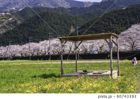 (静岡県)松崎町・田んぼをつかった花畑 足湯 (静岡県)松崎町・田んぼをつかった花畑 足湯 60743393