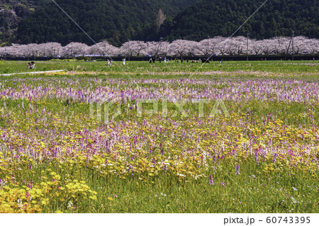 (静岡県)松崎町・田んぼをつかった花畑 (静岡県)松崎町・田んぼをつかった花畑 60743395