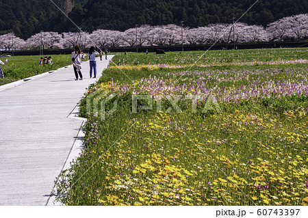 （静岡県）松崎町・田んぼをつかった花畑 60743397