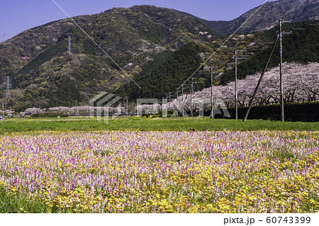 (静岡県)松崎町・田んぼをつかった花畑 (静岡県)松崎町・田んぼをつかった花畑 60743399