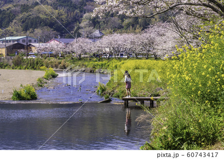 (静岡県)松崎町・那賀川の桜 (静岡県)松崎町・那賀川の桜 60743417