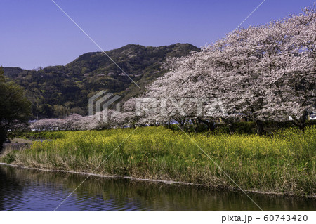 （静岡県）松崎町・那賀川の桜 60743420